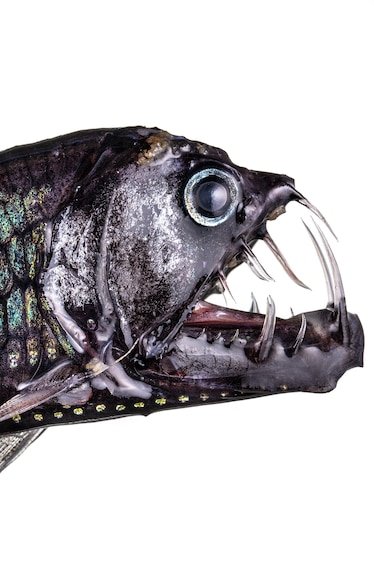 These creatures of the ‘twilight zone’ are vital to our oceans