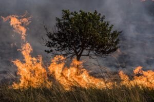 NationalGeographic_2720812_3x2