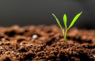 soil soil
